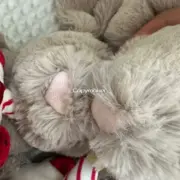 【現貨】【過驗】Jellycat 邦尼兔蛋糕邦尼兔抱蛋糕兔子生日兔子 安撫玩偶娃娃生日禮物：圖片 8