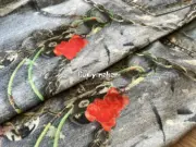 【現貨】Acne Studios 24SS 塗鴉滿版dirtyfit 噴墨baggy 3D印花 直筒牛仔褲長褲工裝褲 1981M：圖片 21