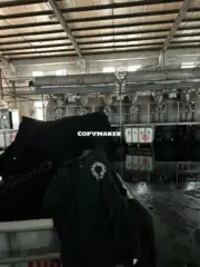 【預售】【過驗】Chrome Hearts 25SS 馬蹄梵文 925純銀扣 Polo衫短袖T恤 CH克羅心 黑色：圖片 3