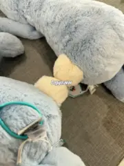 【預售】【過驗】Jellycat 害羞系列 經典邦尼兔陪伴玩偶安撫玩偶娃娃生日禮物 36cm 六色：圖片 21